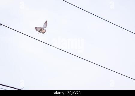 Eine Taube, die mitten im Flug gefangen wurde, breitete sich die Flügel aus und flog in die Luft Stockfoto