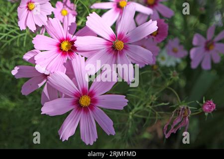 Pink Cosmos bipinnatus, allgemein als Gartenkosmos oder mexikanischer Aster bezeichnet, in Blume. Stockfoto