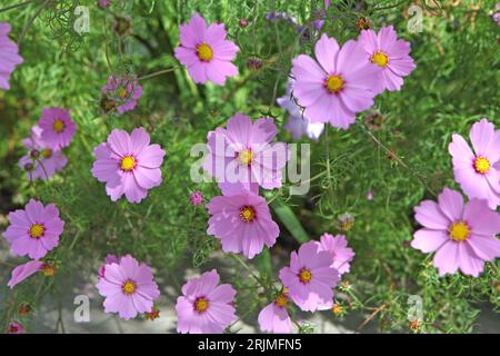 Pink Cosmos bipinnatus, allgemein als Gartenkosmos oder mexikanischer Aster bezeichnet, in Blume. Stockfoto