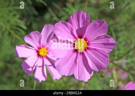 Pink Cosmos bipinnatus, allgemein als Gartenkosmos oder mexikanischer Aster bezeichnet, in Blume. Stockfoto