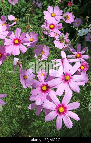 Pink Cosmos bipinnatus, allgemein als Gartenkosmos oder mexikanischer Aster bezeichnet, in Blume. Stockfoto