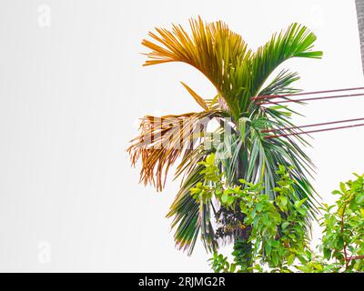 Nachmittagshimmel mit wunderschönen weißen Wolken, einem einzigen grünen Betelnussbaum Stockfoto