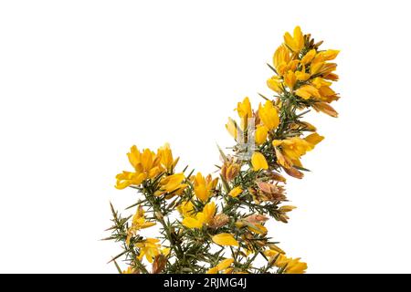 Gelbe Ginster Blüten und Stacheln sind vor weißem Hintergrund isoliert Gorse wurde von Europa nach Neuseeland eingeführt und ist eine invasive Art. Stockfoto