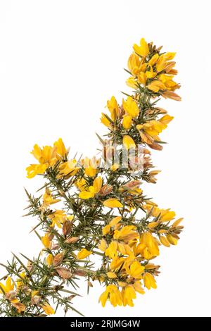 Gelbe Ginster Blüten und Stacheln sind vor weißem Hintergrund isoliert Gorse wurde von Europa nach Neuseeland eingeführt und ist eine invasive Art. Stockfoto