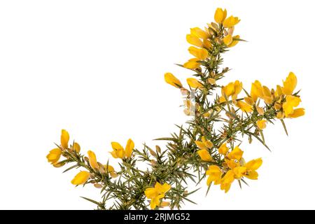 Gelbe Ginster Blüten und Stacheln sind vor weißem Hintergrund isoliert Gorse wurde von Europa nach Neuseeland eingeführt und ist eine invasive Art. Stockfoto