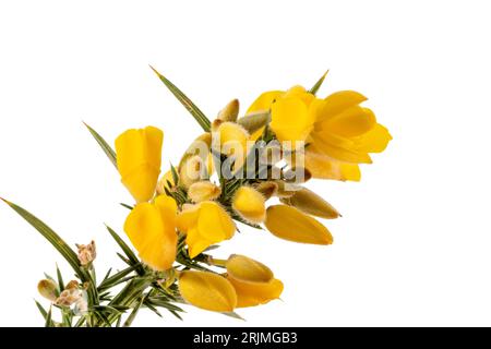 Gelbe Ginster Blüten und Stacheln sind vor weißem Hintergrund isoliert Gorse wurde von Europa nach Neuseeland eingeführt und ist eine invasive Art. Stockfoto