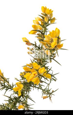 Gelbe Ginster Blüten und Stacheln sind vor weißem Hintergrund isoliert Gorse wurde von Europa nach Neuseeland eingeführt und ist eine invasive Art. Stockfoto