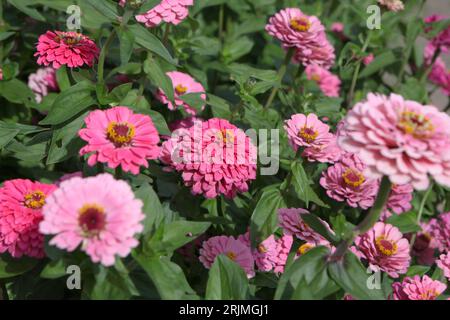 Hellrosa Zinnia elegans „Super Yoga Rose“ in Blume. Stockfoto
