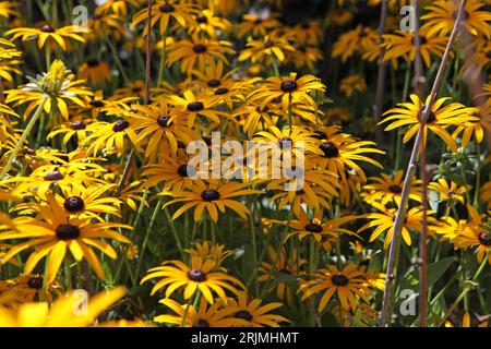 Yellow Rudbeckia 'GoldsturmÕ, auch bekannt als Black Eyed Susan, Gloriosa Daisy oder Yellow Ox Eye in Flower. Stockfoto
