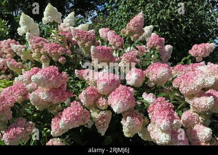 Rosa-weiße Panicle-Hydrangea, Vanille-Fraise „Renhy“ in Blüte. Stockfoto