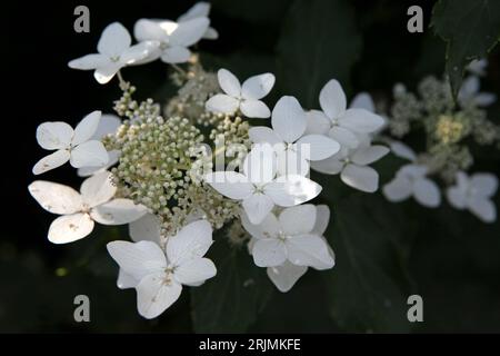 Weiße Hydrangea paniculata, oder Panicled Hortensia ' 'Last Post' in Blume. Stockfoto