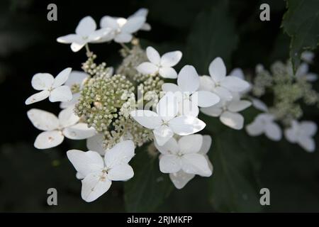 Weiße Hydrangea paniculata, oder Panicled Hortensia ' 'Last Post' in Blume. Stockfoto