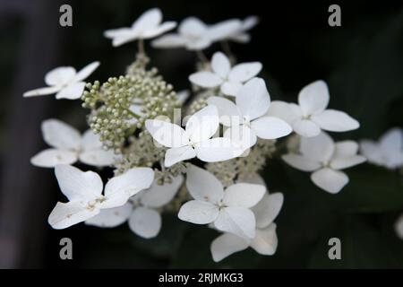 Weiße Hydrangea paniculata, oder Panicled Hortensia ' 'Last Post' in Blume. Stockfoto