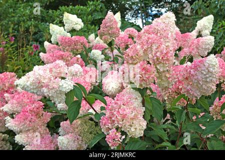 Rosa-weiße Panicle-Hydrangea, Vanille-Fraise „Renhy“ in Blüte. Stockfoto