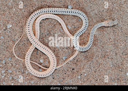 Eine Namib-Sandschlange, eine leicht giftige Art aus Namibia, Afrika. Psammophis namibensis. Stockfoto