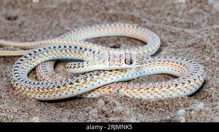 Eine Namib-Sandschlange, eine leicht giftige Art aus Namibia, Afrika. Psammophis namibensis. Stockfoto