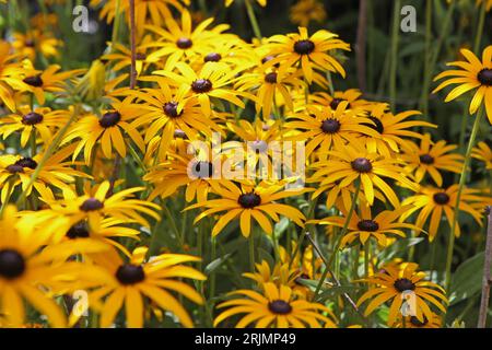 Yellow Rudbeckia 'GoldsturmÕ, auch bekannt als Black Eyed Susan, Gloriosa Daisy oder Yellow Ox Eye in Flower. Stockfoto