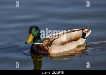 Eine einsame Ente gleitet an einem ruhigen Tag anmutig über einen ruhigen See Stockfoto