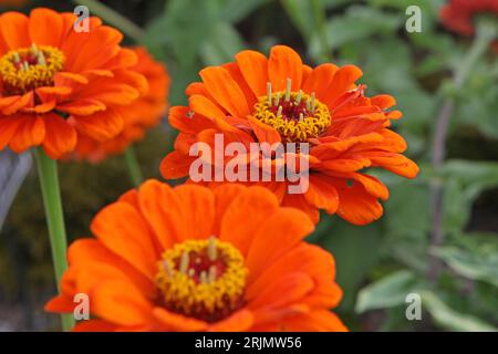 Zinnia elegans, oder gewöhnliche Zinnia, 'Super Yoga Orange' in Blume. Stockfoto