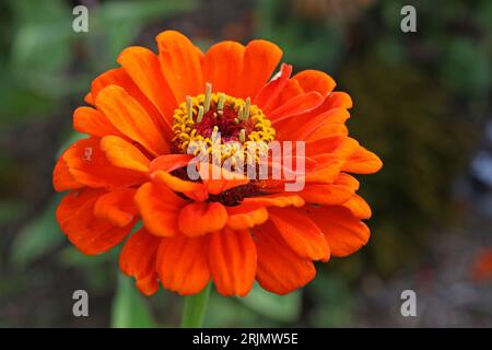 Zinnia elegans, oder gewöhnliche Zinnia, 'Super Yoga Orange' in Blume. Stockfoto