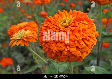 Zinnia elegans, oder gewöhnliche Zinnia, 'Super Yoga Orange' in Blume. Stockfoto