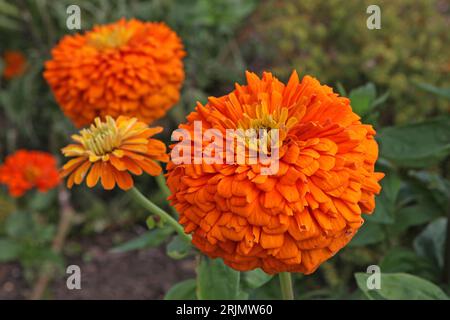 Zinnia elegans, oder gewöhnliche Zinnia, 'Super Yoga Orange' in Blume. Stockfoto