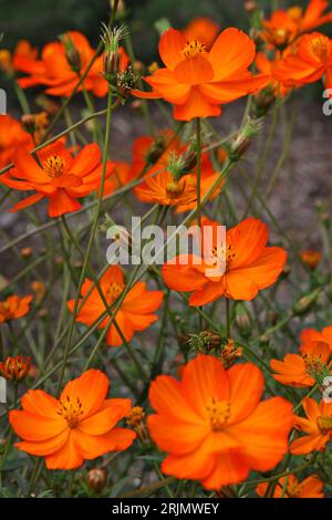 Orange Cosmos sulfureus oder Schwefelkosmos, „helle Lichter“ in Blüte. Stockfoto