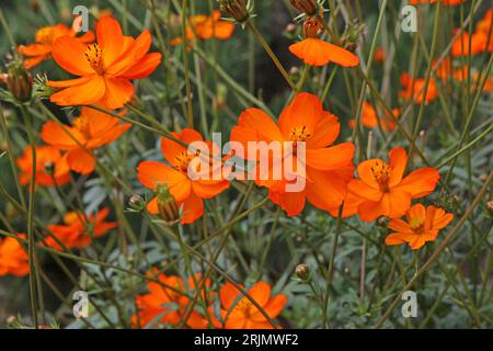 Orange Cosmos sulfureus oder Schwefelkosmos, „helle Lichter“ in Blüte. Stockfoto
