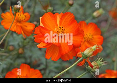 Orange Cosmos sulfureus oder Schwefelkosmos, „helle Lichter“ in Blüte. Stockfoto