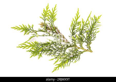 Frischer Zypressenzweig mit wachsenden Kegeln isoliert auf weißem Hintergrund. Cupressus sempervirens Stockfoto