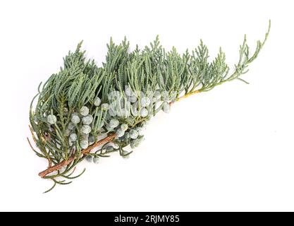 Wacholderzweig mit Kegeln isoliert auf weißem Hintergrund. Juniperus horizontalis Stockfoto