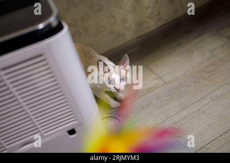 A white cat hunts for a toy with feathers looking at it intently Stockfoto