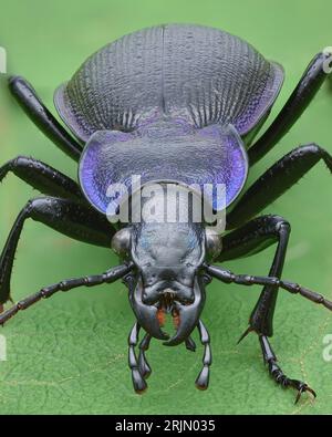 Porträt eines schwarz-violetten Bodenkäfers, der auf einem grünen Blatt steht (Rough Violet Ground Beetle, Carabus problematicus) Stockfoto