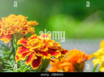 Orange marigold flowers and foliage. French marigolds in the garden in soft green blurred background. Stock Photo