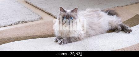 Eine schöne Katze mit blauen Augen liegt auf einer Matte. Rasse Neva Masquerade Stockfoto