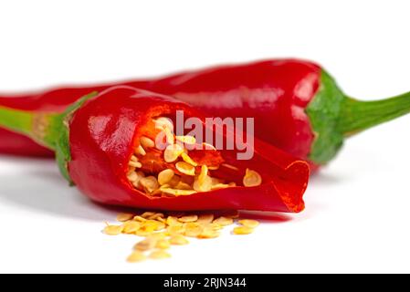 Spanish pepper seeds, Capsicum annuum Stockfoto