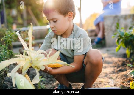 Kleiner kaukasischer Junge, der ein Maisohr ausputzt und bei Sonnenuntergang im Garten sitzt. Kleiner Gärtner arbeitet. Familienbetrieb für Bio-Gemüse. Stockfoto