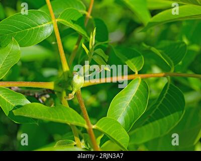 Weibliche Blüten aus Walnussbaum im Frühjahr Stockfoto