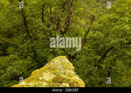 Ein Blick aus der Luft auf einen großen, mit Moos bedeckten Felsvorsprung in einer Wildnis Stockfoto