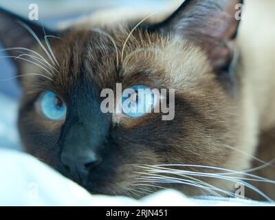 Eine grau-weiß gestreifte Katze liegt bequem auf einer weichen blauen Decke und blickt mit ihren leuchtend blauen Augen nach oben Stockfoto