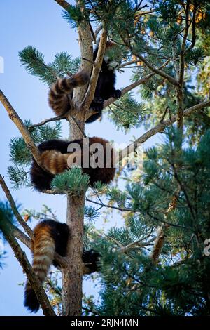 Red Pandas Calgary Zoo Alberta Stockfoto