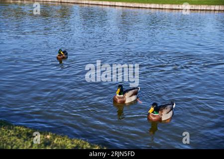 Tiere und Natur, Enten, die im Teich schwimmen, Herbstsaison, Herbst, sonniger Tag, Flora, Fauna, Banner Stockfoto