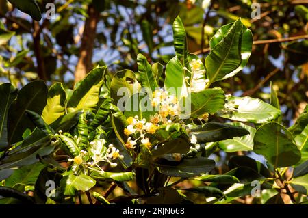 Calophyllum inophyllum Blume und grünes Blatt, eine große immergrüne Pflanze, allgemein Mastwood genannt, Strand calophyllum Stockfoto