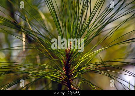 Pinus merkusii (Merkuskiefer oder Sumatrankiefer) junge grüne Blätter im Wald, flacher Fokus. Stockfoto