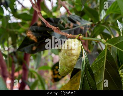 Mengkudu, reife Noni (Morinda citrifolia), auch als Hungerfrucht bezeichnet. Stockfoto