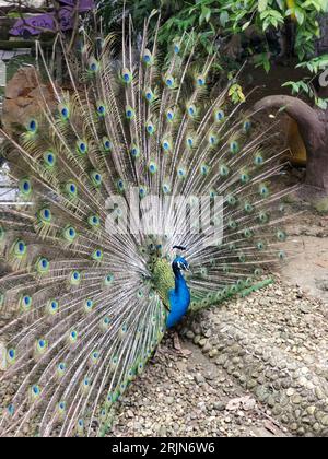 Ein majestätischer Pfau, der stolz seine leuchtenden Federn zeigt Stockfoto