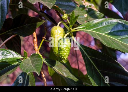 Mengkudu, reife Noni (Morinda citrifolia), auch als Hungerfrucht bezeichnet. Stockfoto