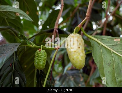 Mengkudu, reife Noni (Morinda citrifolia), auch als Hungerfrucht bezeichnet. Stockfoto