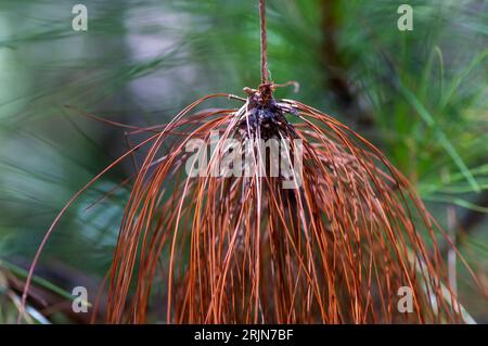 Pinus merkusii (Merkuskiefer oder Sumatrankiefer) alte und trockene Blätter im Wald, flacher Fokus. Stockfoto