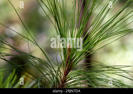 Pinus merkusii (Merkuskiefer oder Sumatrankiefer) junge grüne Blätter im Wald, flacher Fokus. Stockfoto